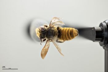 Media type: image;   Entomology 786127 Aspect: habitus dorsal view
